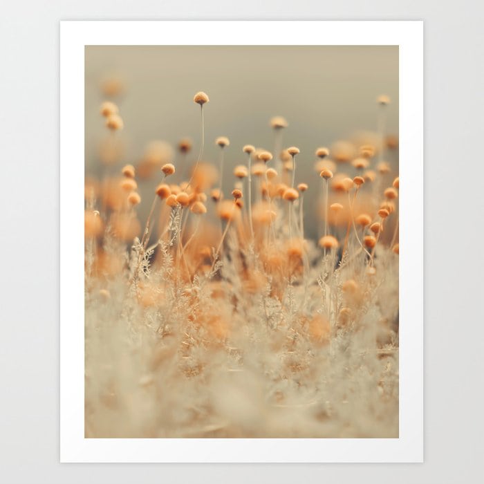 mustard yellow flowers2047914 prints
