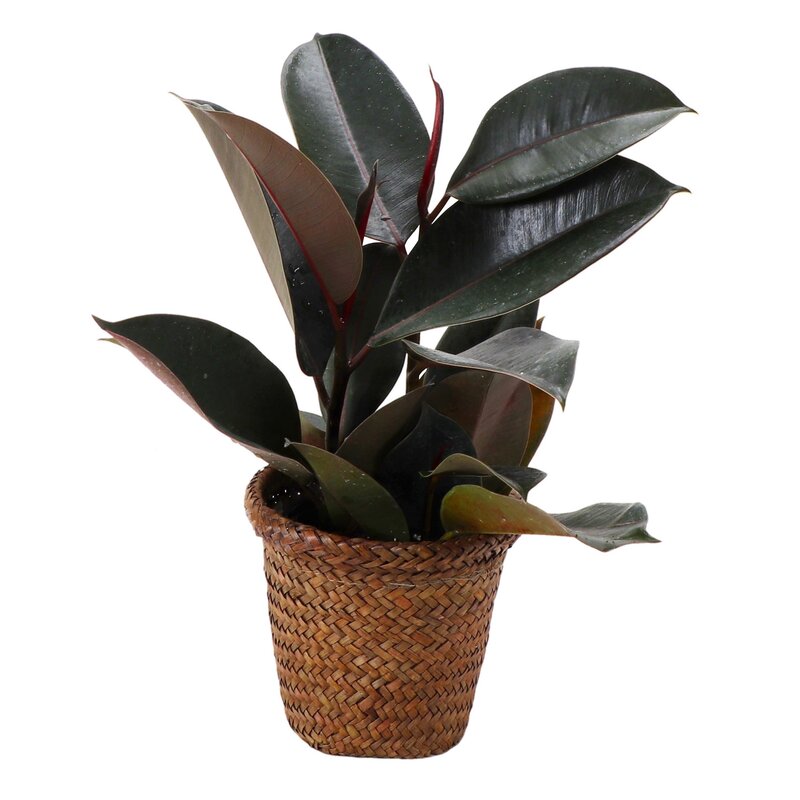 1422LiveFoliagePlantinPot