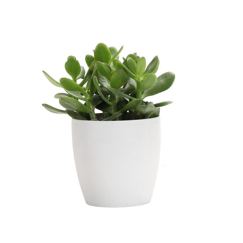 722LiveJadePlantinPot