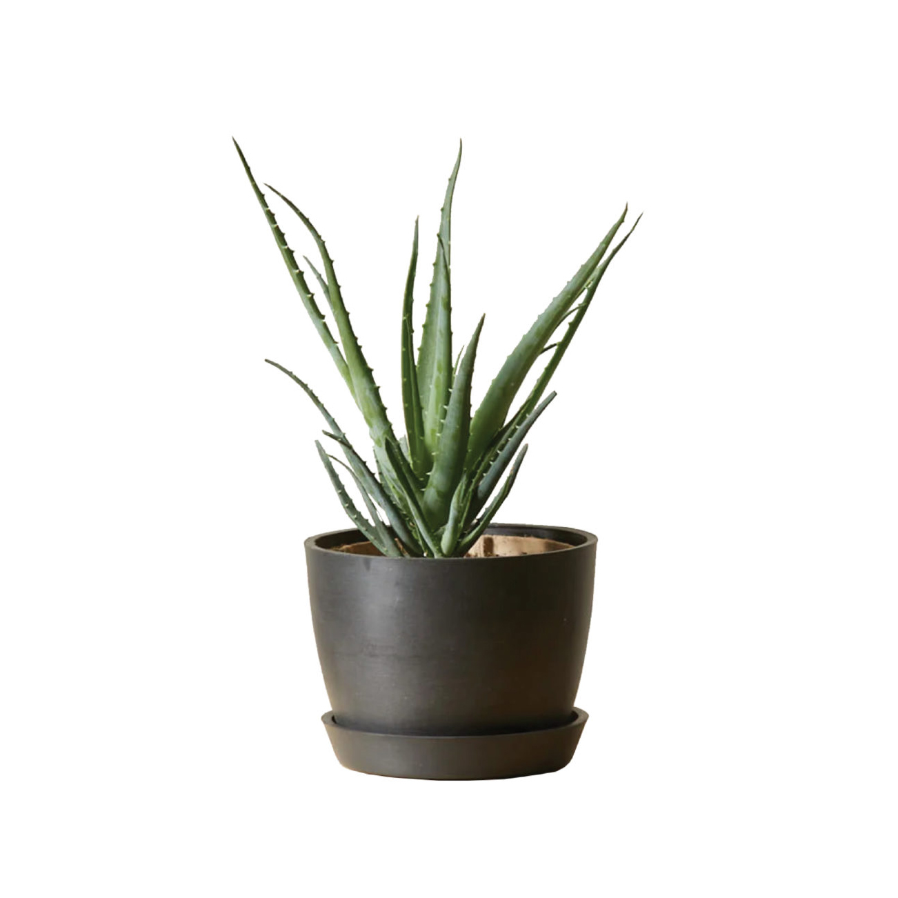 Bobby Berk Indoor Plants Zodiac 1 1600x1600 1