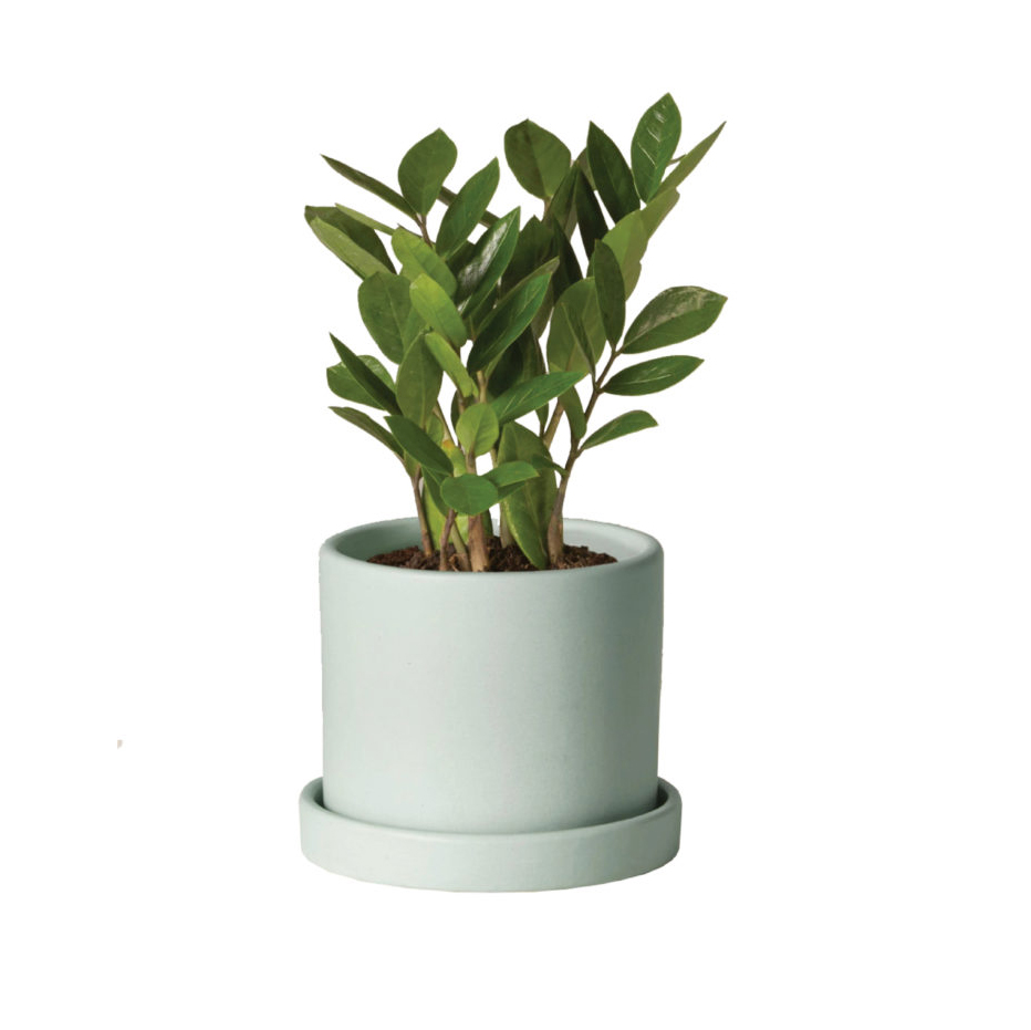 Bobby Berk Indoor Plants Zodiac 12 1280x1280 copy