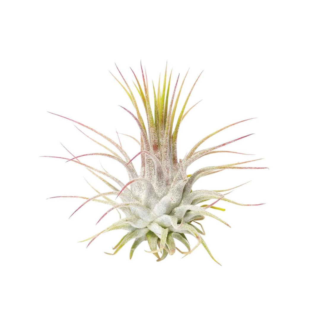 Bobby Berk Indoor Plants Zodiac 3 1280x1280 copy