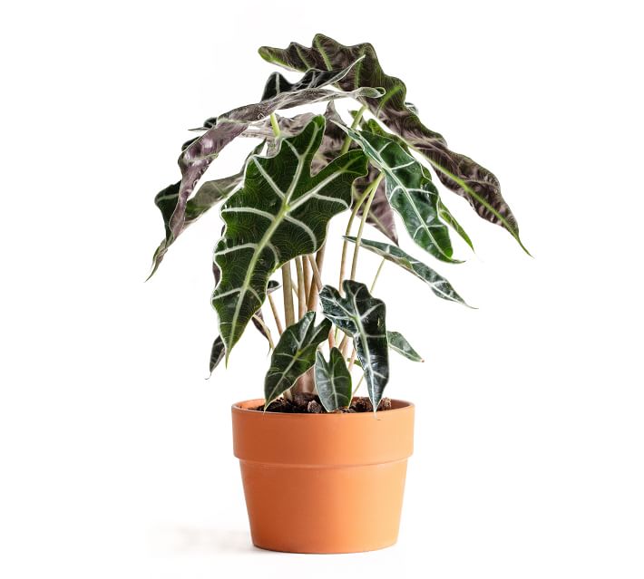 live alocasia plant in terra cotta pot o